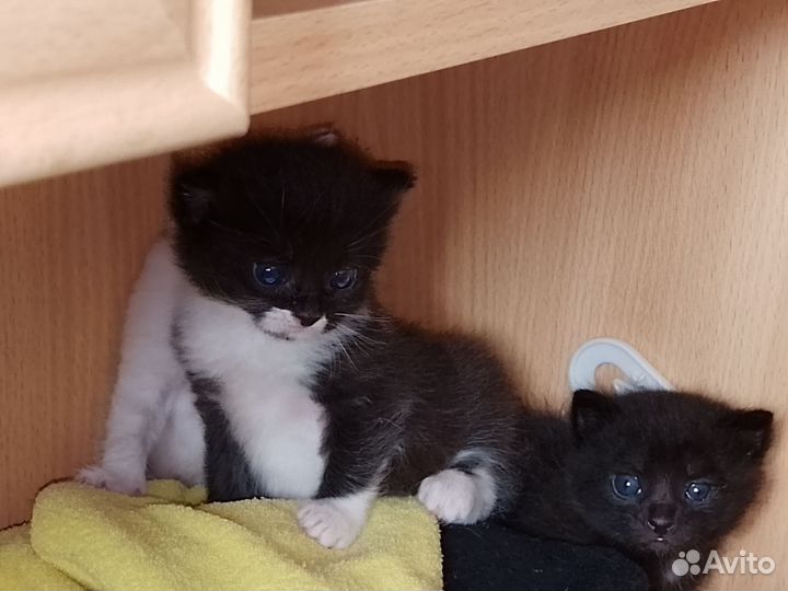 Котята