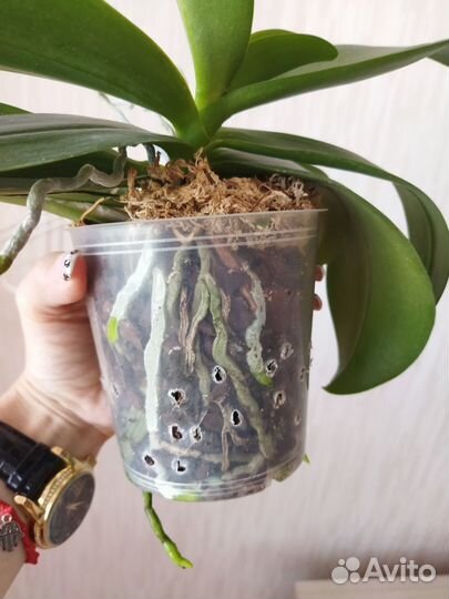 Мультифлорка