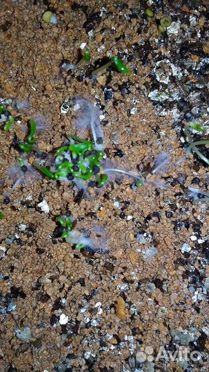 Семена Silene capensis/Ashwagandha/Mestoklema