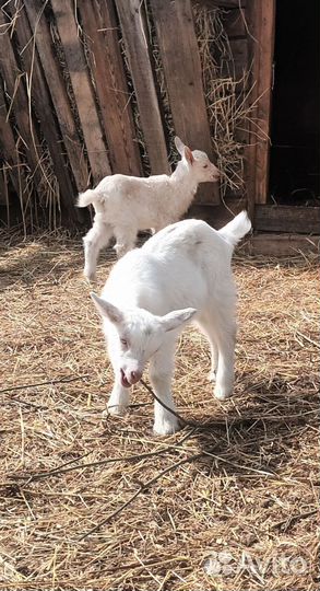 Вьетнамские поросята. Козлята