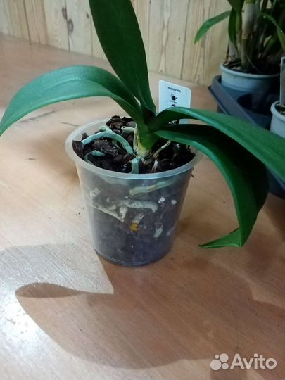 Фаленопсис, дендробиум са-нук, камбрия