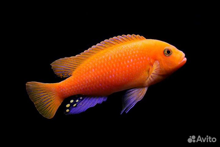 Аквариумные рыбки