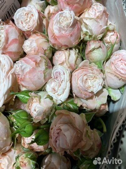 Кустовая пионовидная роза