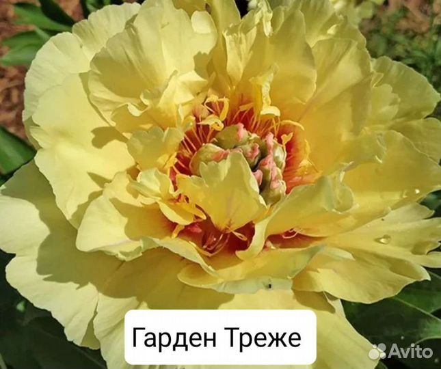 Пионы ито 4 сорта