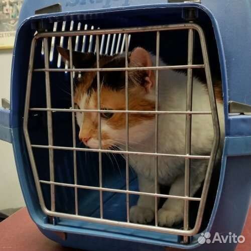 Коневоз, перевозка лошадей, крс, мрс 24/7