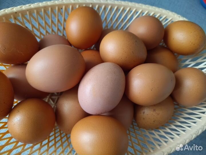 Инкубационное яйцо