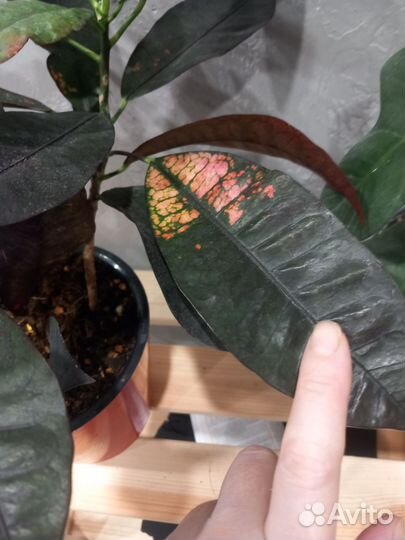 Кротон Миссис айстон