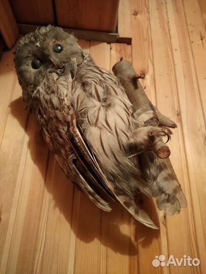 Сова чучело