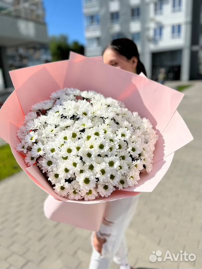 Хризантема букет гигант