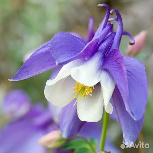 Аквилегия (Водосбор) голубая Spring Magic Blue and