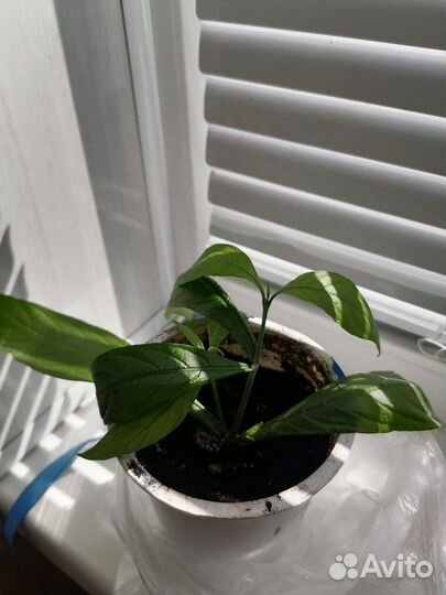 Пахистахис