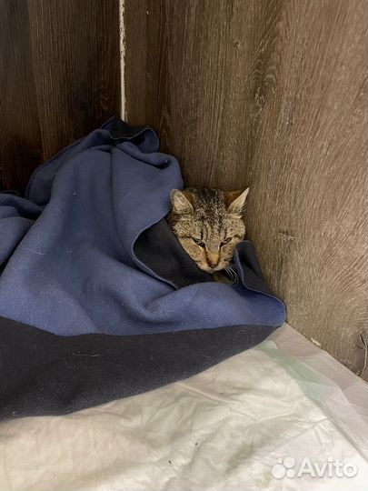 Бася уличная кошечка