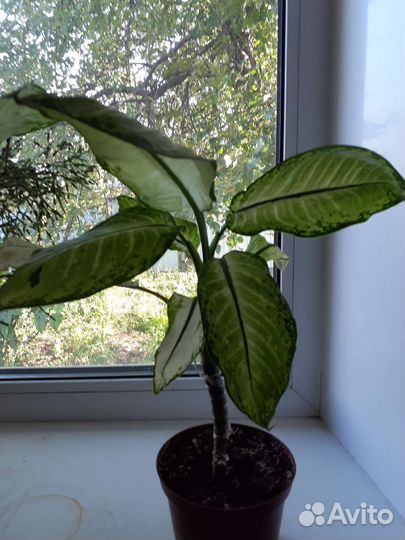 Диффенбахия