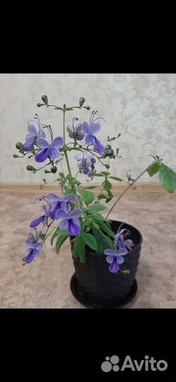 Комнатный цветочек.Клероденрум угандийский