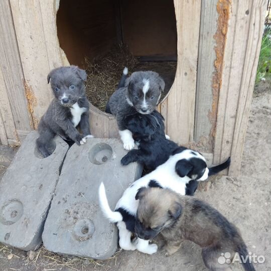 Отдам в добрые руки