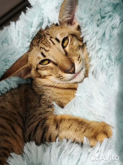 Ориентальные котята