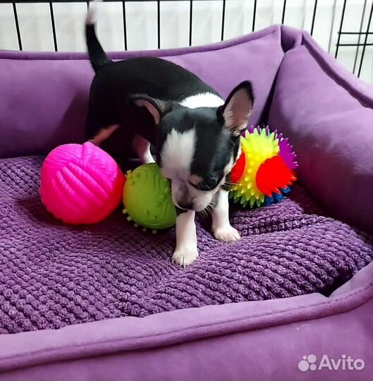 Щенок Чихуахуа девочка