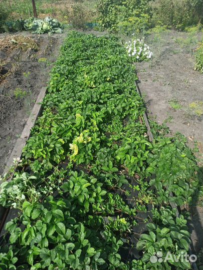 Клубника садовая рассада