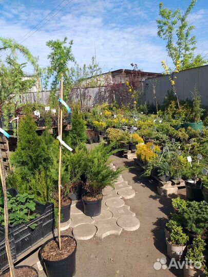 Хвойные растения