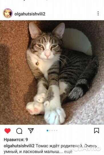 Кот Томас 7 месяцев, Кастрирован