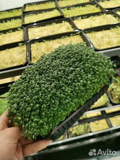 Семена для микрозелени оптом