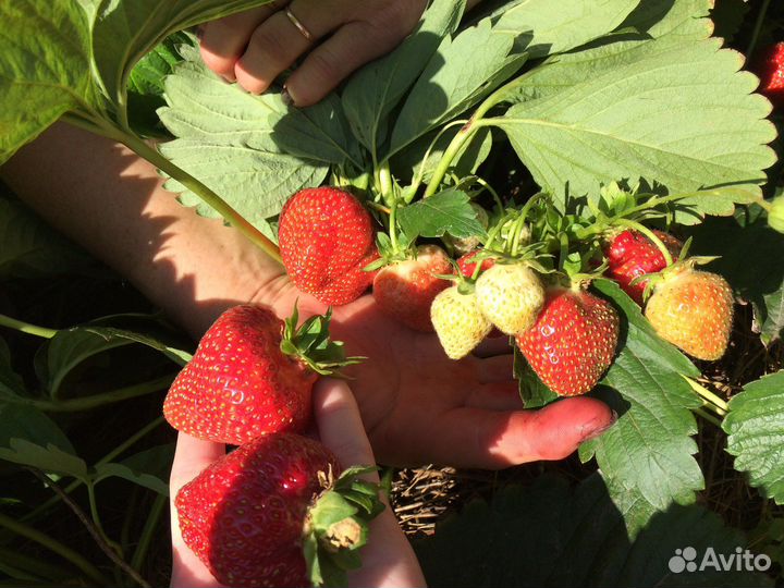 Семена садовой крупноплодной земляники(клубники)