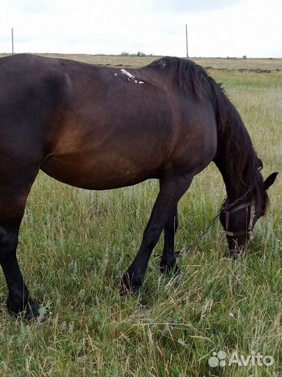Продам лошадь