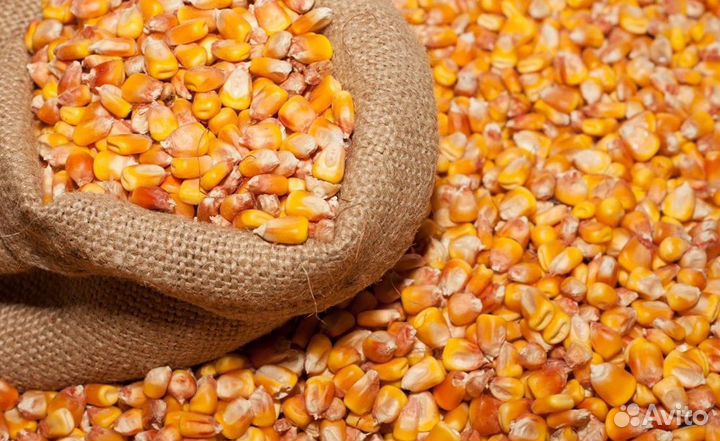Кукуруза кормовая