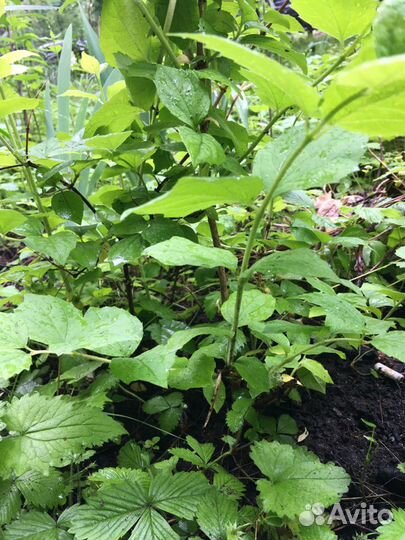 Жасмин поздний или чубушник