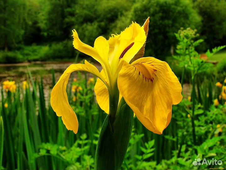 Ирис желтый