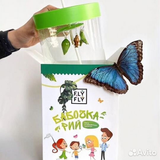 Ферма бабочек. Бабочкарий на 3 куколки с Морфо