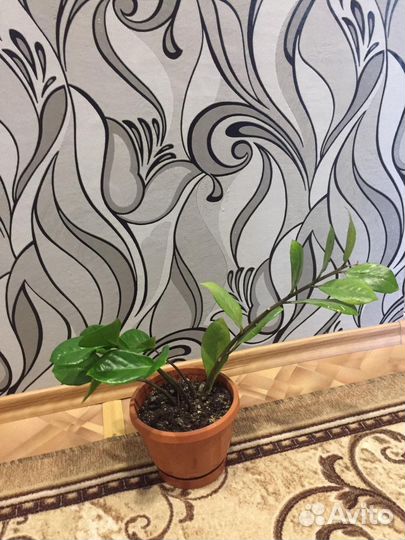 Замиокулькас