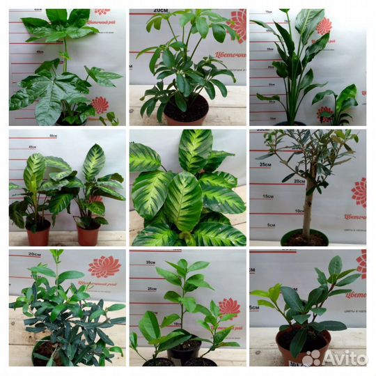 Комнатные растения в ассортименте