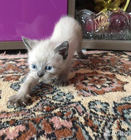 Сиамские котята