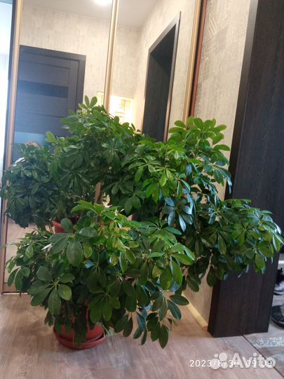 Цветы для офиса