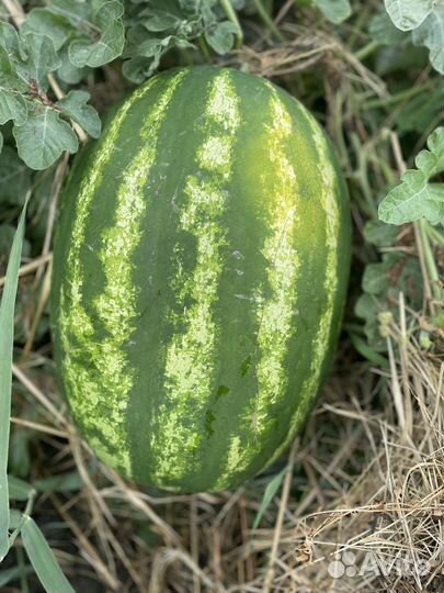 Арбуз каристан