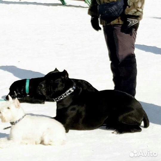 Дрессировка и передержка собак