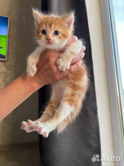 Бесплатно котята