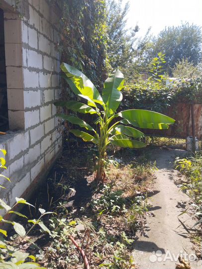 Банановое дерево