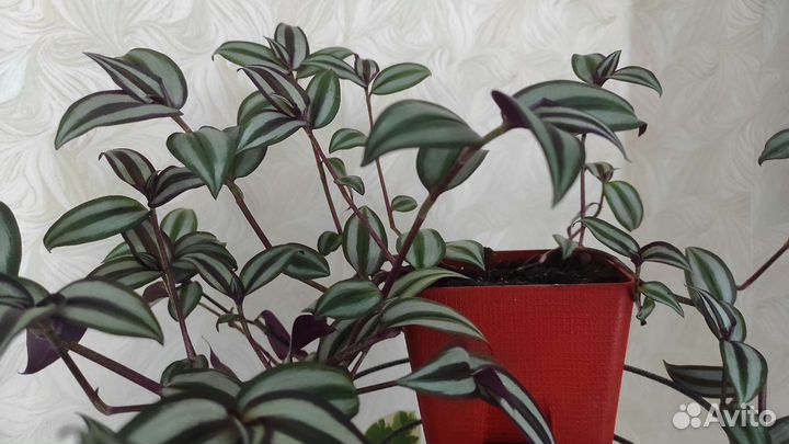 Традесканция Зебрина домой или в офис