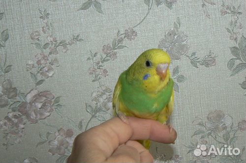 Волнистые попугаи