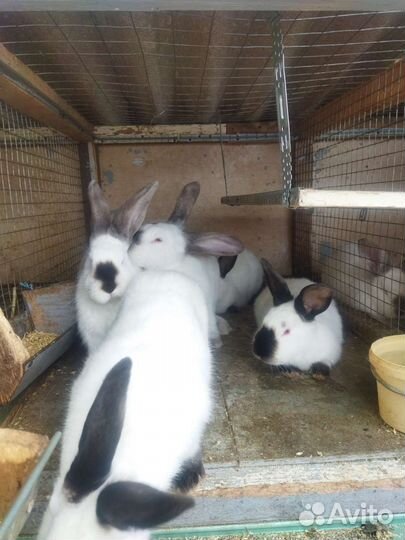 Кролики Калифорнийские от 1,5 месяца