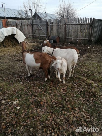 Нубийские козы