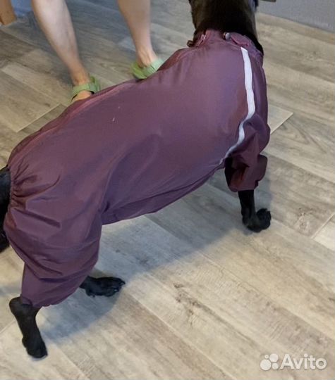 Дождевик для собак