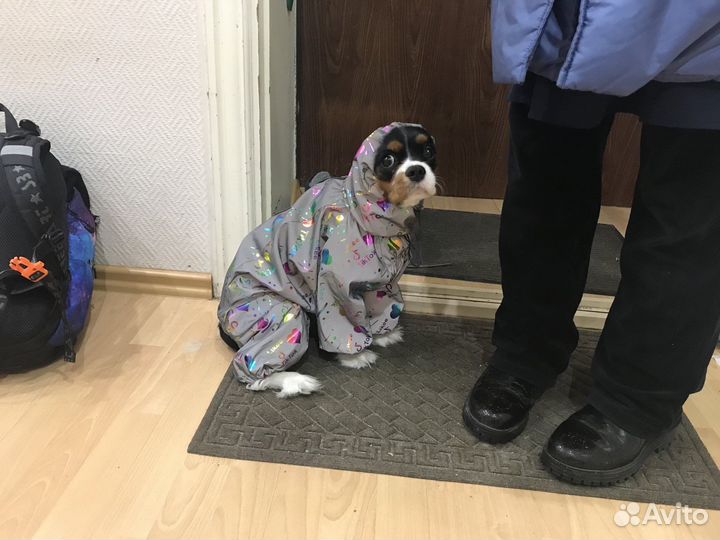 Одежда для животных на заказ