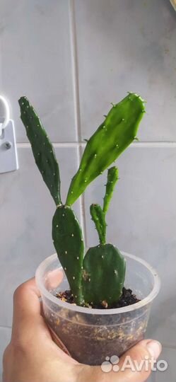 Кактус Опунция