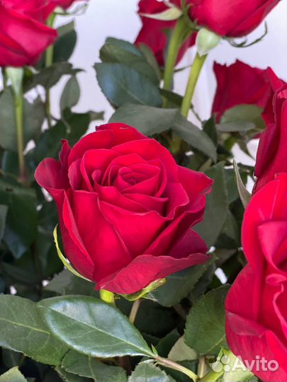 Розы красные метровые, доставка