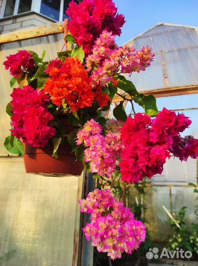 Бугенвиллия