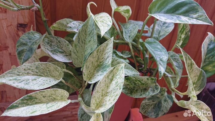 Сциндапсус росписной,Эпипремнум Энджой