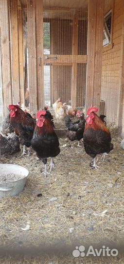 Петушки мараны, мини-мясные, кучинские. Гуси